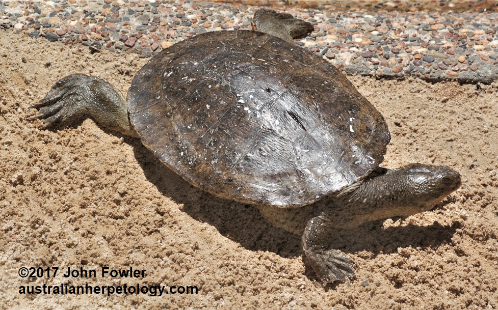 Mary River Turtle Elusor (=Elusior) macrurus (=macruros)